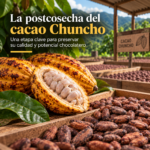 La postcosecha del cacao Chuncho: una etapa clave para preservar su calidad y potencial chocolatero