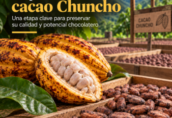 La postcosecha del cacao Chuncho: una etapa clave para preservar su calidad y potencial chocolatero